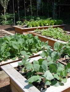 Raised bed vegetable garden