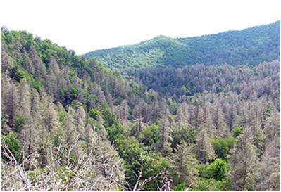 forest view