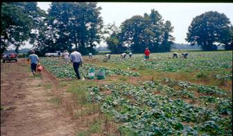 No till cucumber test plot in Wilson county
