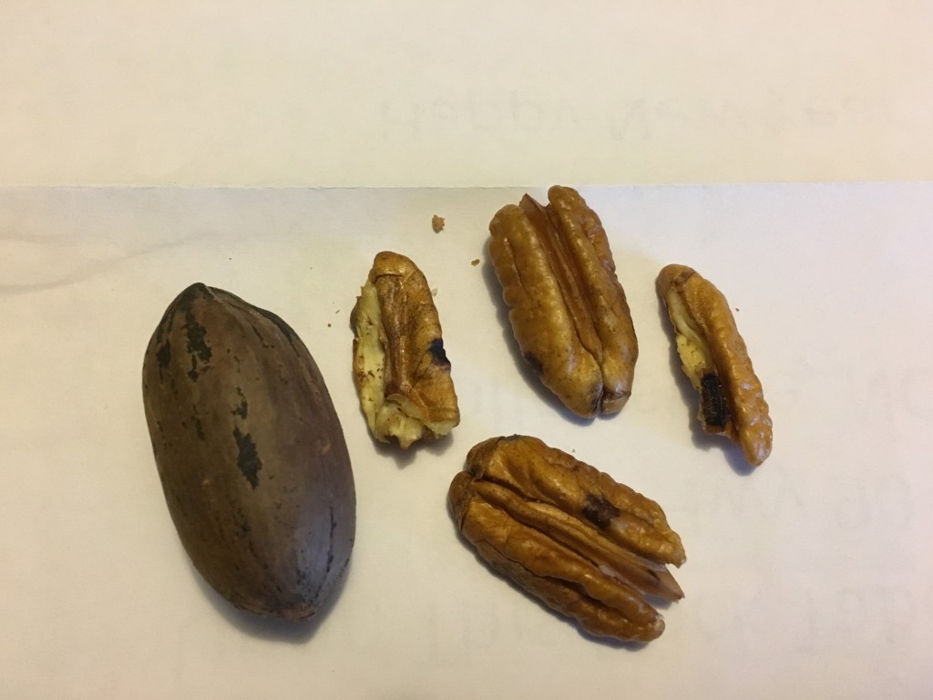 Pecan Q&A N.C. Cooperative Extension