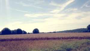 Farmers often use chicken litter to fertilize their fields.