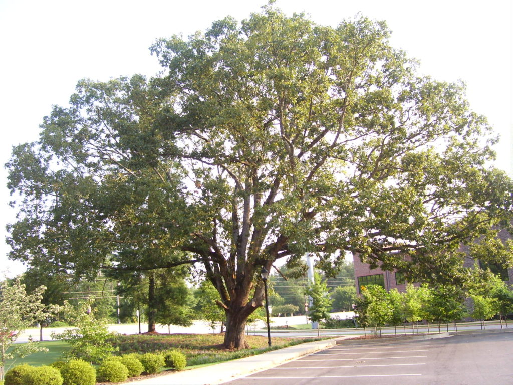 construction damaged tree