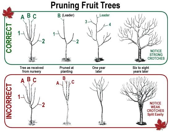 What to do with neglected tree, full of large water sprouts? | Arborist ...
