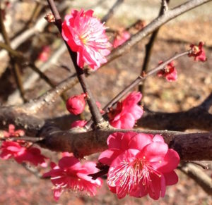 Japanese flowering apricot; prunus mume