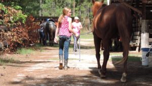 Cover photo for NC Horse Council Scholarship Information