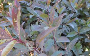 Cover photo for Red-Headed Flea Beetle Biology and Management