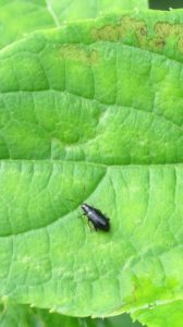 Cover photo for Red-Headed Flea Beetle Larval Scouting Video Released!