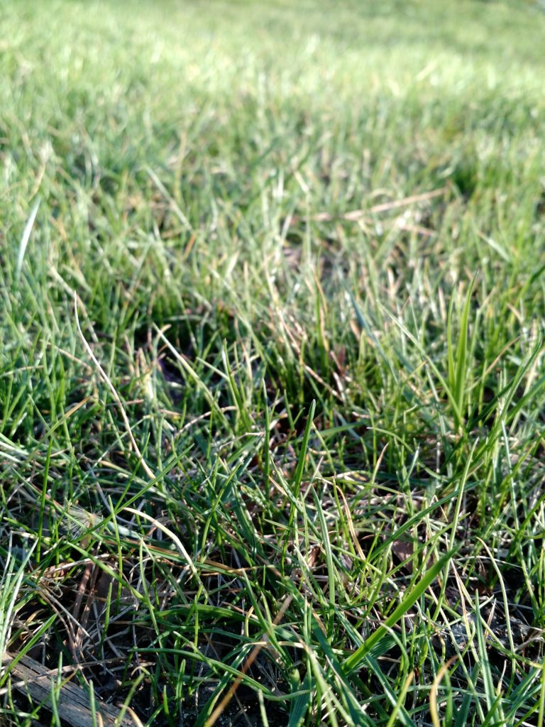 Fertilizing Your Fescue, Controlling Ladybugs, and Free Range Eggs Q&A N.C. Cooperative Extension