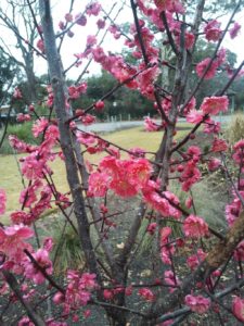 Japanese flowering apricot; prunus mume