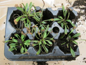Small coreopsis plugs with "burn" of leaf tips.