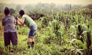 2 farmers in a demonstration field