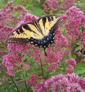 Butterfly on joe-pye weed