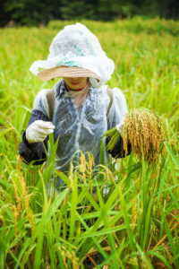 woman harvesting rice in field