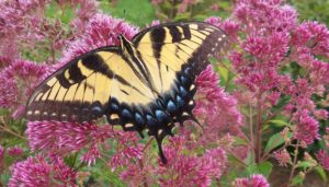 butterfly on joe pye weed