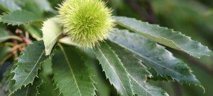 Cover photo for NC State Hort Science News - March 2017