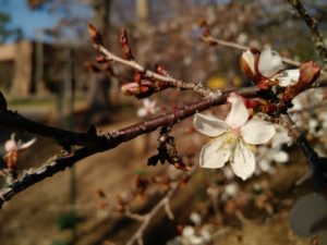 cherry blossom.