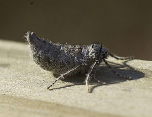 Fall cankerworm female moth