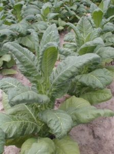 Cover photo for From the Field: Agronomy Notes-Vol. 2, Num. 7