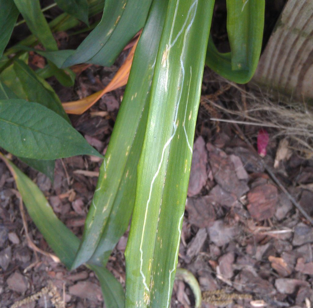 Daylily Leafminer Causing White Streaks on Daylilies NC State Extension