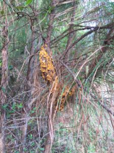 Pine Tree with fusiform rust