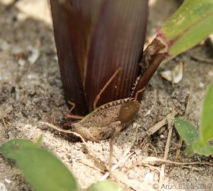 Cover photo for Scouting and Managing Stink Bugs in Seedling Corn