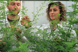 Cover photo for Scientists Discover Gene That Doubles Production of Malaria Drug in Artemisia Annua Plant