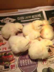 baby chicks