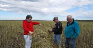 Cover photo for Industrial hemp OK'd for North Carolina farmers — with a few conditions