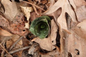 looks like a trout lily emerging