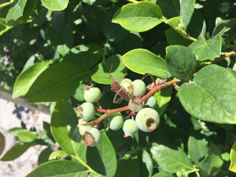 Blueberry insect monitoring report Morning Ag Clips