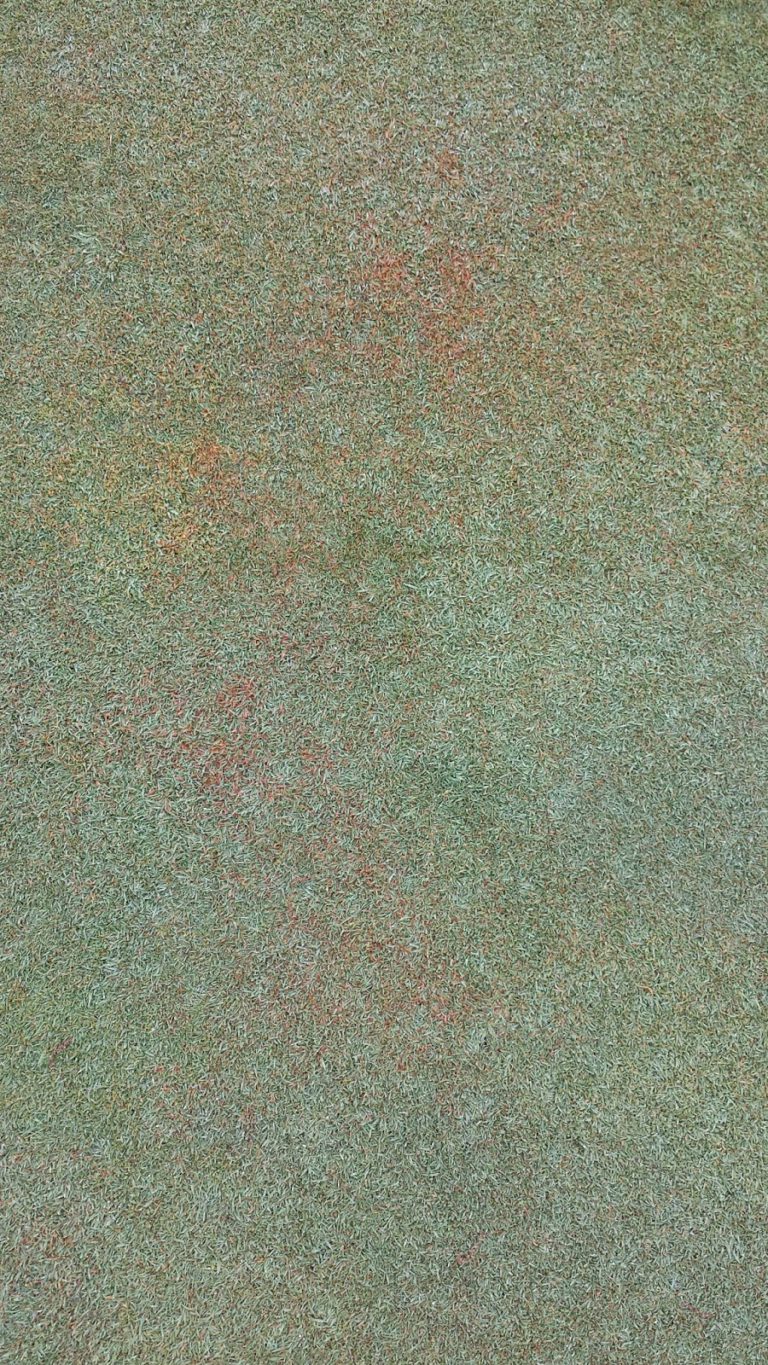 red leaf spot in turf