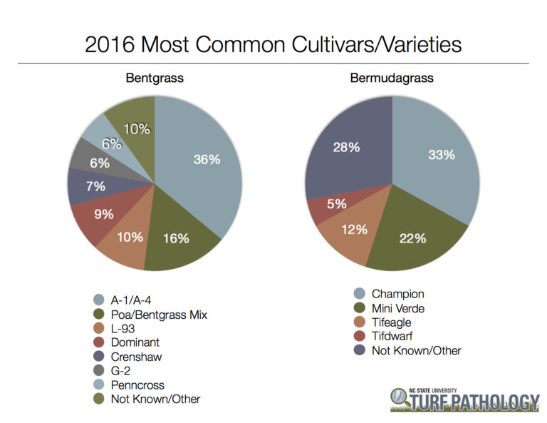 two pie charts showing bentgrass and bermudagrass cultivars