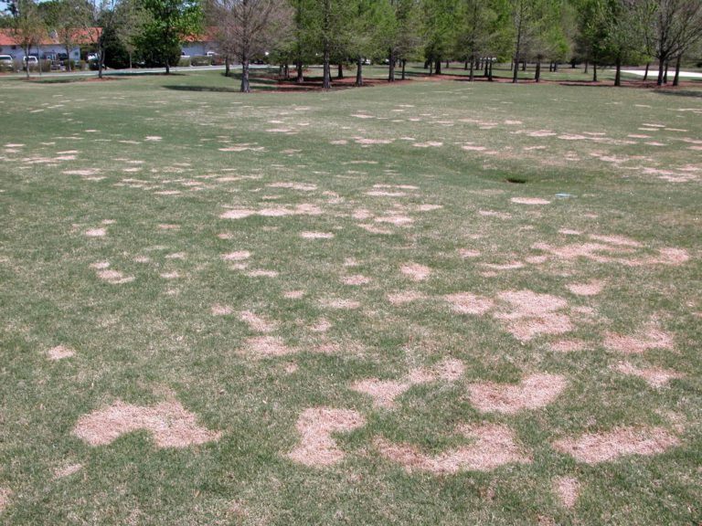 spring dead spot in turf