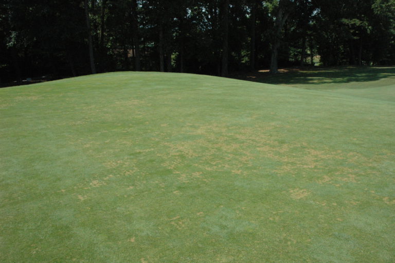 anthracnose on creeping bentgrass and annual bluegrass putting greens