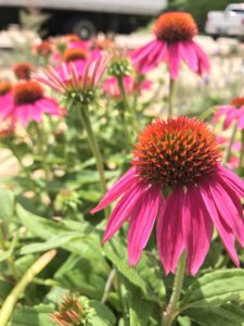 Echinacea purpurea ‘Powwow berry’ Coneflower planted near the sidewalk, by Olivia Horning