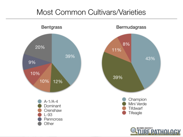 Most common cultivars/varieties