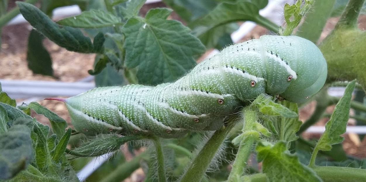Check Tomatoes for Hornworms North Carolina Cooperative