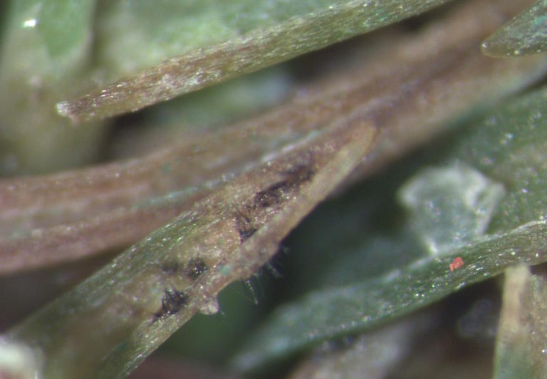 symptoms of foliar anthracnose