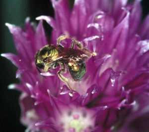 ground bee on flower