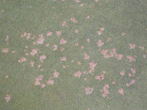 dollar spot in turf