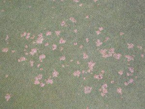 dollar spot in turf