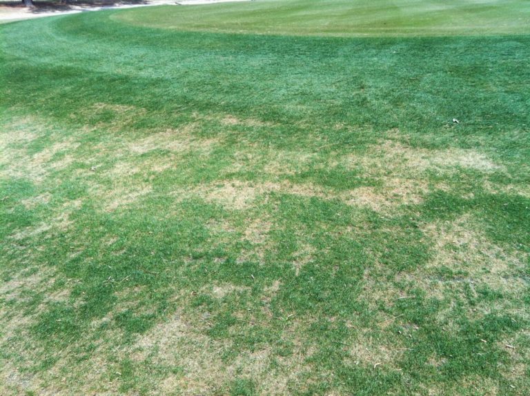 dollar spot in rye grass