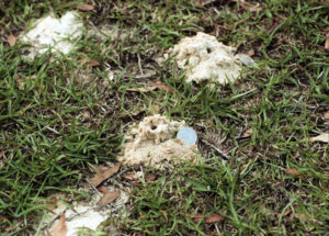 close shot of several ground bee nests