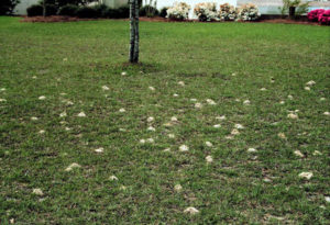 ground bee nests in turf