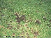 mole cricket damage in turf