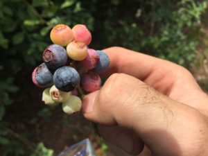 Cover photo for Blueberry Insect Monitoring Report, 16 June 2017