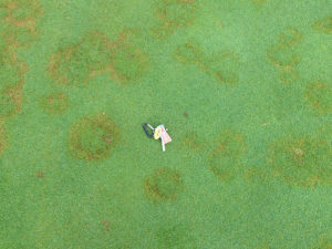 disease in turf