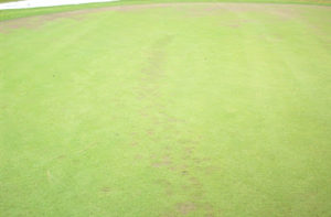 disease in turf