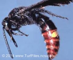 scoliid wasp