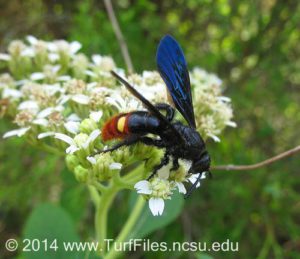 scoliid wasp on flower